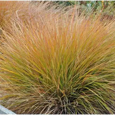 Осока БРОНЗОВЫЕ КУДРИ в Слониме