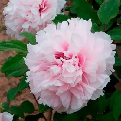 Пион ПЕРСИК ПОД СНЕГОМ древовидный в Слониме