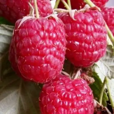 Малина ГЕРАКЛ в Слониме