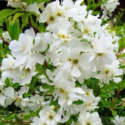 Экзохорда ЗЕ БРАЙД в Слониме