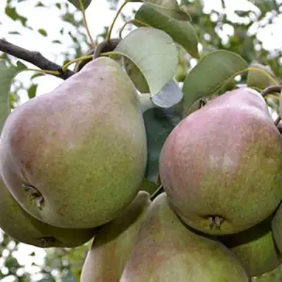 Груша БРЯНСКАЯ КРАСАВИЦА в Слониме