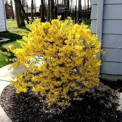 Форзиция ЛЕДНОГОРА промежуточная в Слониме