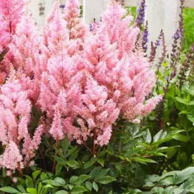 Астильба ЛУК ЭТ МИ японская в Слониме