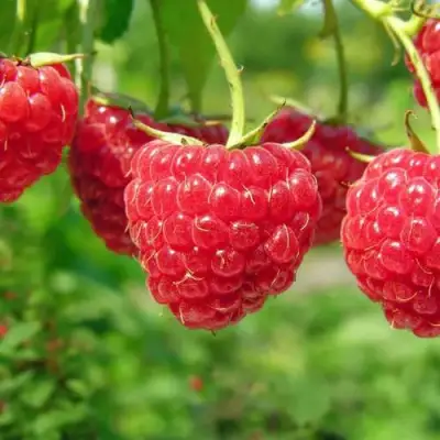 Малина ПРОСТО ПРЕЛЕСТЬ (СТОЛЕШНИК) в Слониме