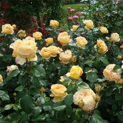 Роза КЕНДЛАЙТ чайно-гибридная в Слониме