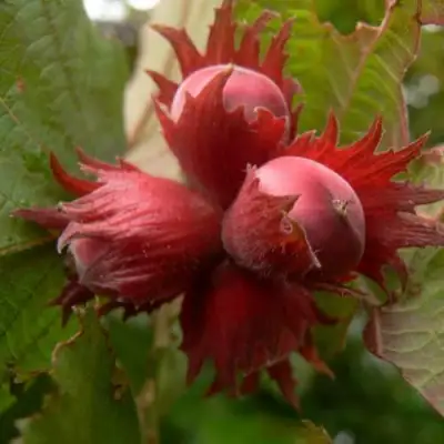 Фундук МОСКОВСКИЙ РУБИН в Слониме