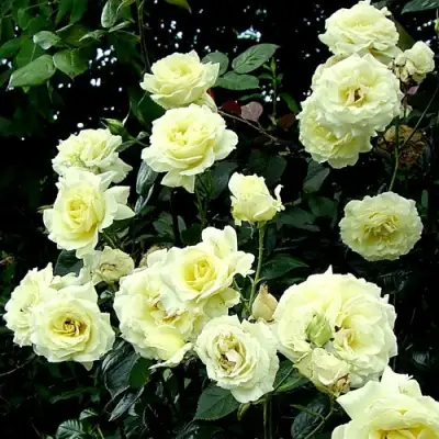 Роза ЭЛЬФ плетистая в Слониме