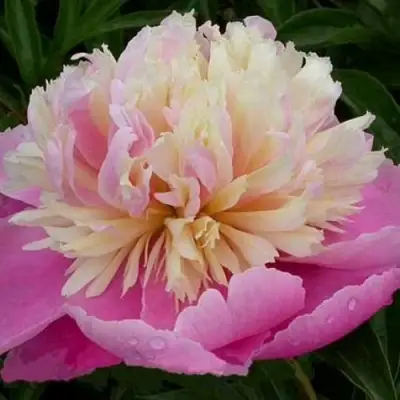 Пион ВЕСЕННЯЯ ПАЛИТРА травянистый в Слониме