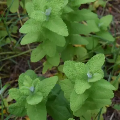 Мята АПФЕЛМИНЦЕ в Слониме