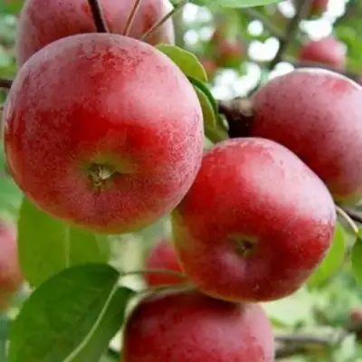 Яблоня АНТЕЙ в Слониме