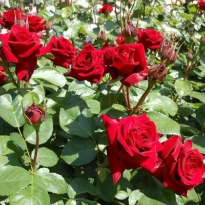 Роза ЭКСПЛОРЕР чайно-гибридная в Слониме