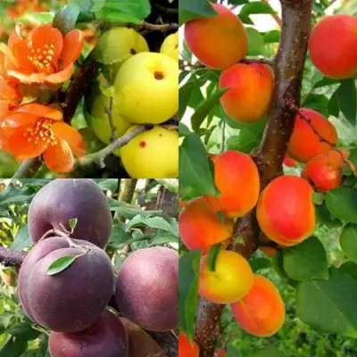 Комплект САД ДЛЯ ГУРМАНА в Слониме