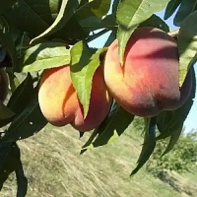 Персик СОФГАФЕН в Слониме