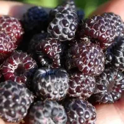 Малина БРИСТОЛЬ в Слониме