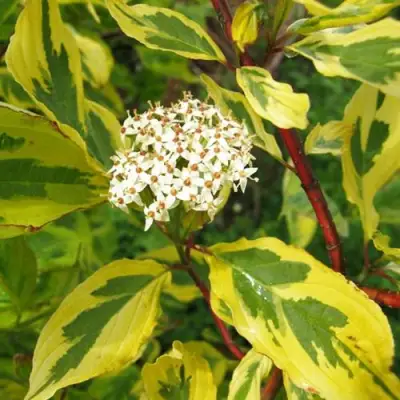 Дерен ШПЕТА белый в Слониме