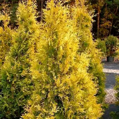 Туя ЕВРОПА ГОЛД западная в Слониме