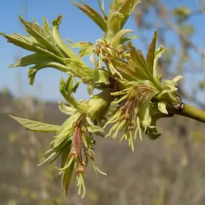 Клен ясенелистный в Слониме