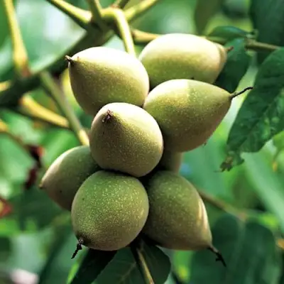 Орех МАНЬЧЖУРСКИЙ в Слониме