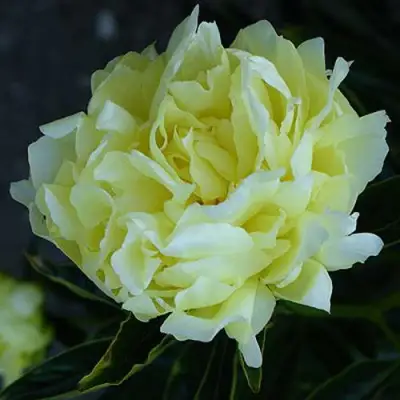 Пион ЗОЛОТАЯ КОЛЕСНИЦА травянистый в Слониме