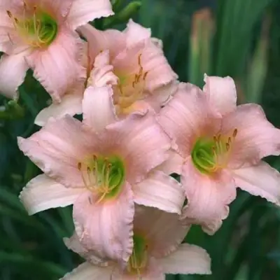 Лилейник ЛАКШЕРИ ЛЕЙС гибридный в Слониме