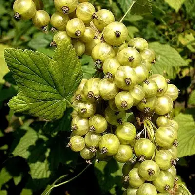 Смородина зеленоплодная СНЕЖНАЯ КОРОЛЕВА в Слониме