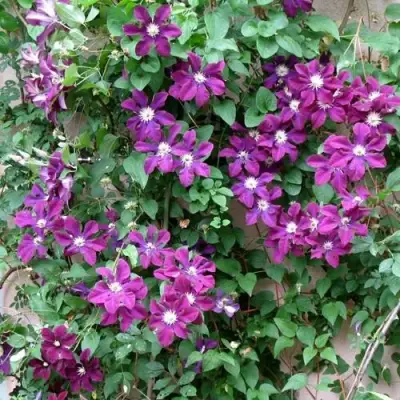 Клематис ГЕРОИ ВАРШАВЫ в Слониме