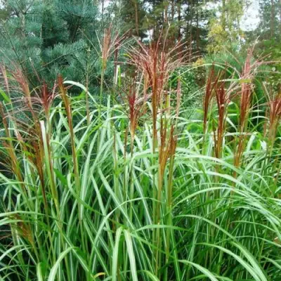 Мискантус МАЛЕПАРТУС китайский  в Слониме