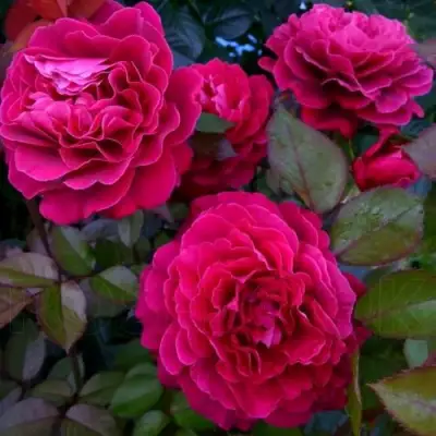 Роза БЕЛЬВЬЮ чайно-гибридная в Слониме