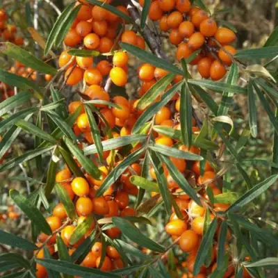 Облепиха РОСИНКА в Слониме