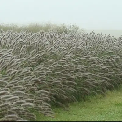 Пеннисетум ЛЕДИ Ю в Слониме