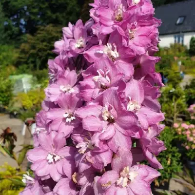 Дельфиниум АСТОЛАТ тихоокеанский в Слониме