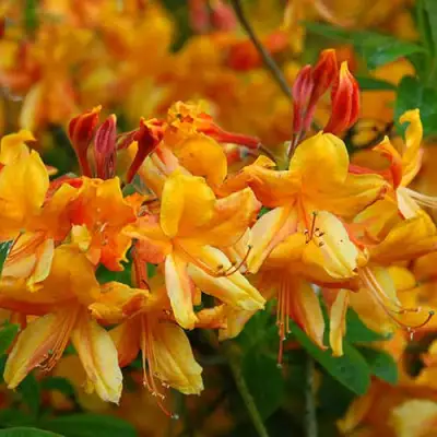 Азалия ОРАНЖ ХИТ листопадная в Слониме