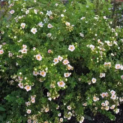 Лапчатка ПИНК КВИН кустарниковая в Слониме