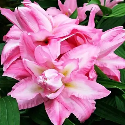 Лилия БЬЮТИТРЕНД восточная махровая в Слониме