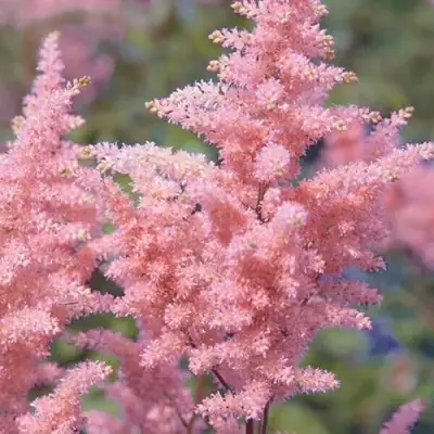 Астильба ГЛИТТЕР ЭНД ГЛАМУР китайская в Слониме