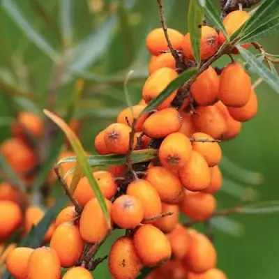 Облепиха АЛТАЙСКАЯ в Слониме