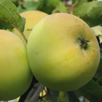 Яблоня РОССИЯНКА в Слониме