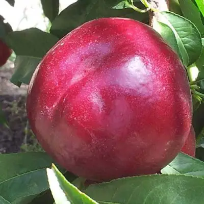 Нектарин ЭКСТРИМ БЬЮТИ в Слониме