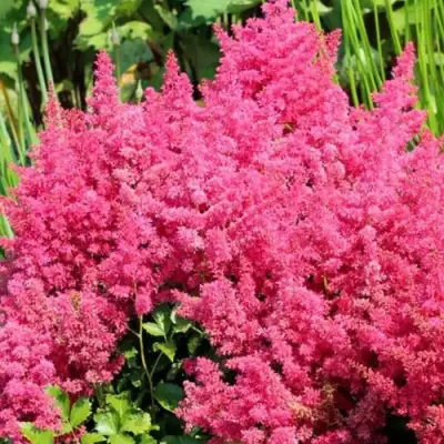 Астильба САННИ ДЕЙ гибридная в Слониме