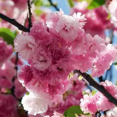 Сакура ПИНК ПЕРФЕКШН в Слониме