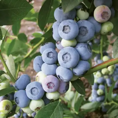 Голубика ЛИБЕРТИ в Слониме