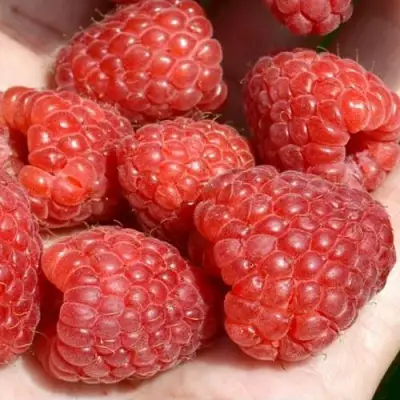 Малина ХЕРИТЕЙДЖ в Слониме