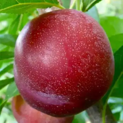 Слива БЕРБАНК ГИГАНТ в Слониме