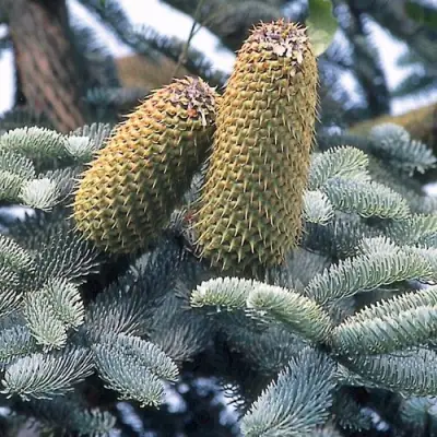 Пихта благородная в Слониме