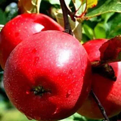 Яблоня РЕДФРИ в Слониме