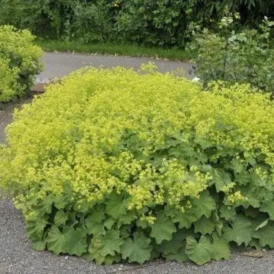 Манжетка ТРИЛЛЕР мягкая в Слониме