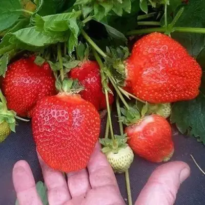 Клубника АЗИЯ в Слониме