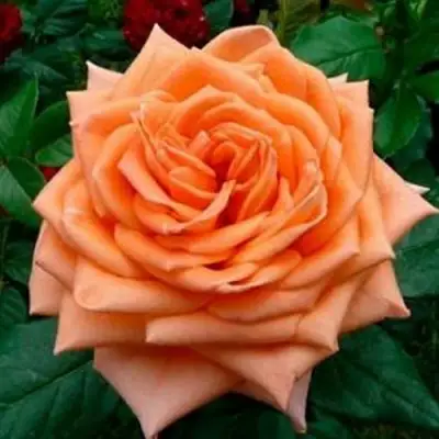 Роза ЭЛЬДОРАДО чайно-гибридная в Слониме