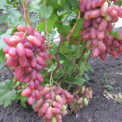 Виноград ЮЛИАН в Слониме