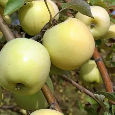 Яблоня АНТОНОВКА ОБЫКНОВЕННАЯ в Слониме